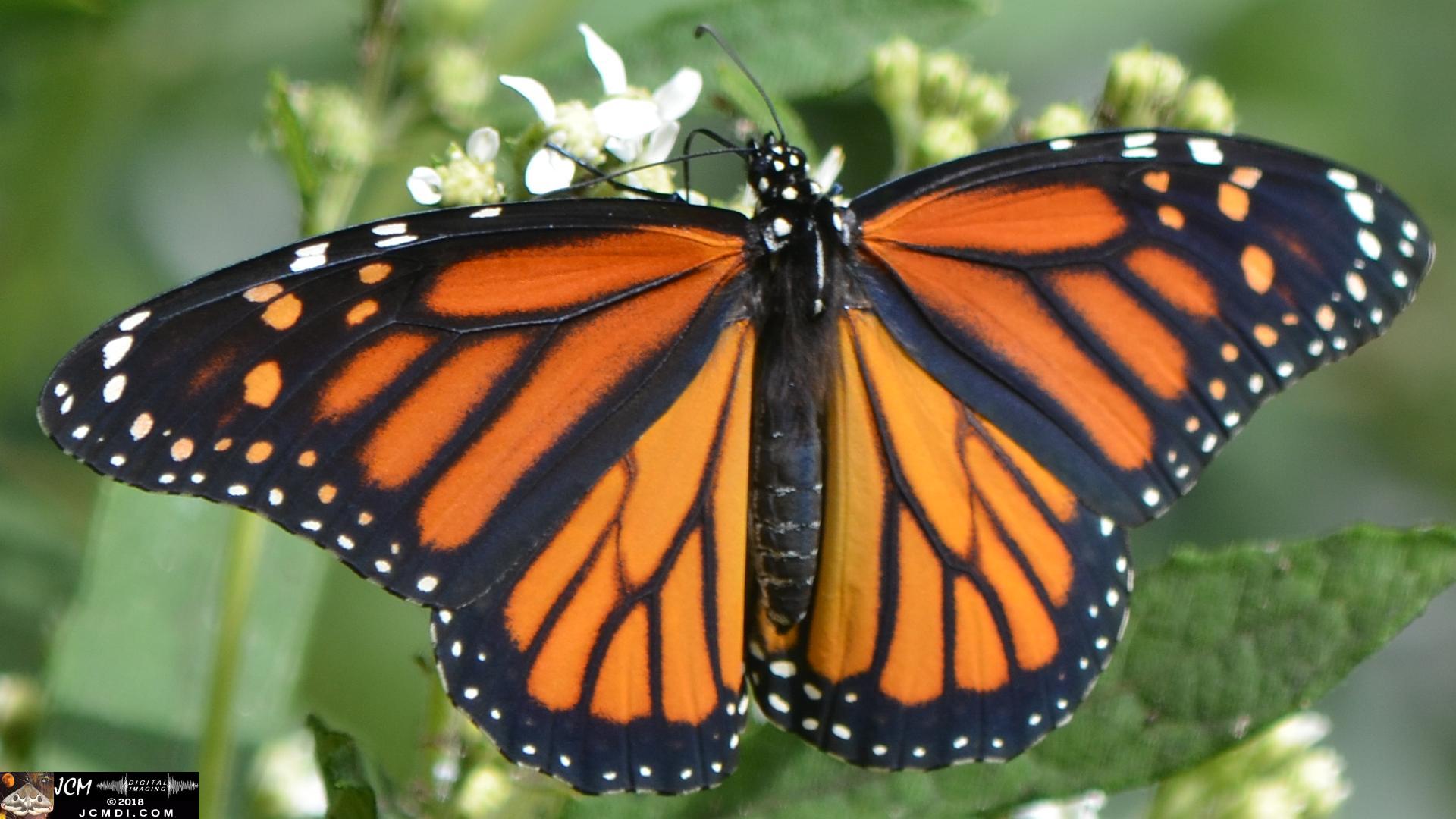 Monarch female on white flowers (Nikon D5100)